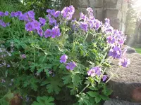 storchi5.webp storchi5.webp