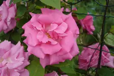 DSC03012.webp