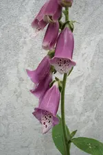 DSC02996.webp