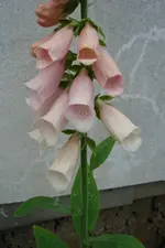 DSC02997.webp