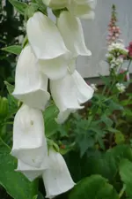 DSC02999.webp