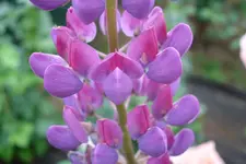 DSC03016.webp