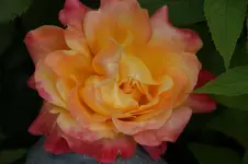 DSC03118.webp