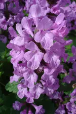 DSC03002.webp