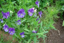 DSC03017.webp