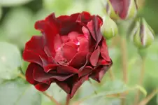 DSC03119.webp