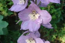 DSC03031.webp