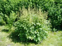 Unbek-Strauch.webp