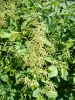 Unbek-Strauch (1).webp