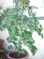 CIMG3252.webp