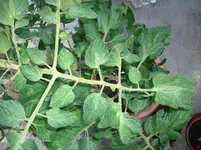 CIMG3253.webp