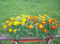 CIMG3255.webp