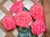 CIMG3254.webp