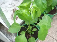 100_1226.webp