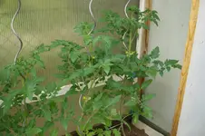 DSC03010.webp