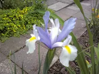 25739.webp