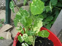 IMG_6077_1024x768.webp
