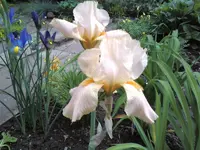 Staudenbeet orange.webp