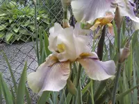 25735.webp