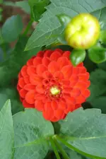 DSC03021.webp