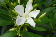 DSC02983.webp
