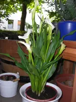 CIMG3075.webp