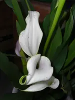 CIMG3076.webp