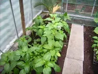 Paprika Juni 10.webp