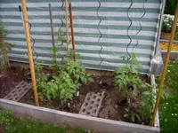Tomaten Juni 10.webp