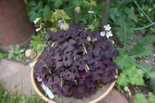 DSC03117.webp