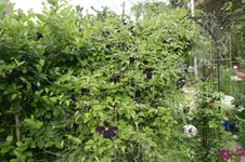 DSC03115.webp