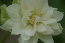 DSC03123.webp