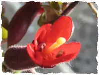 Aeschynantus.webp