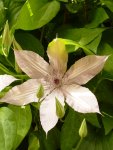 PClematis.JPG