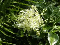 PFarnblüte.webp