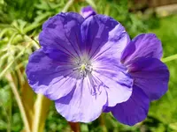 PGeranium.webp