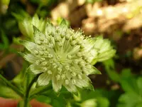PGrüneBlüte.webp