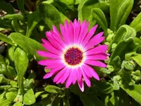 PMittagsblume.webp