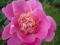 DSC00287.webp