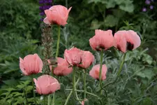 DSC04639.webp