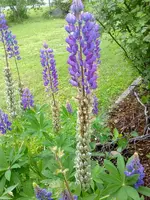 lupinen1506.webp
