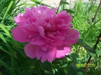 100_2480.webp