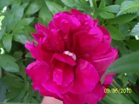 100_2481.webp