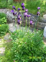 100_2484.webp