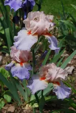 DSC_0064.webp