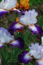 DSC_0090.webp