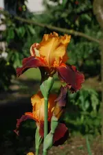 DSC_0006.webp