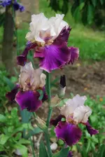 DSC_0082.webp