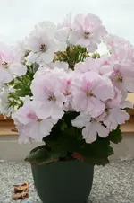 IMG_2824[1].webp