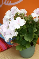 IMG_2825[1].webp